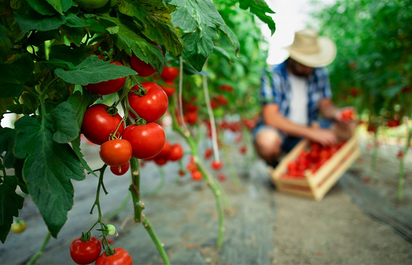 systèmes alimentaires durables